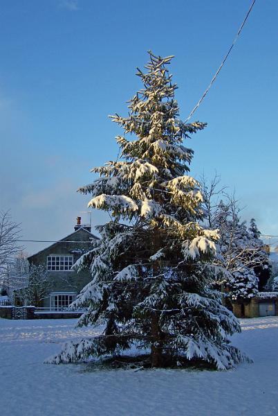 Snow 1 - Dec 2008.JPG - "Village Christmas Tree"  - by Ron Allen In the snow fall of mid December 2008